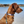 Load image into Gallery viewer, Watsacowie Dog Collar & Lead Set - Small to Medium Dogs