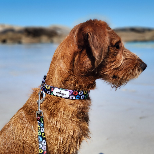 Watsacowie Dog Collar & Lead Set - Small to Medium Dogs