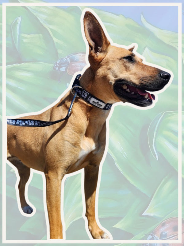 WATSACOWIE DOG COLLAR