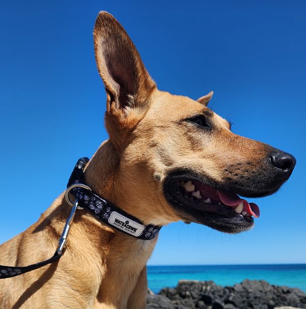 Watsacowie Dog Collar & Lead Set - Small to Medium Dogs